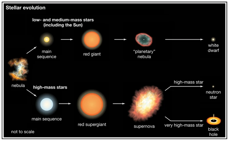 Main Stages Of Stellar Nucleosynthesis