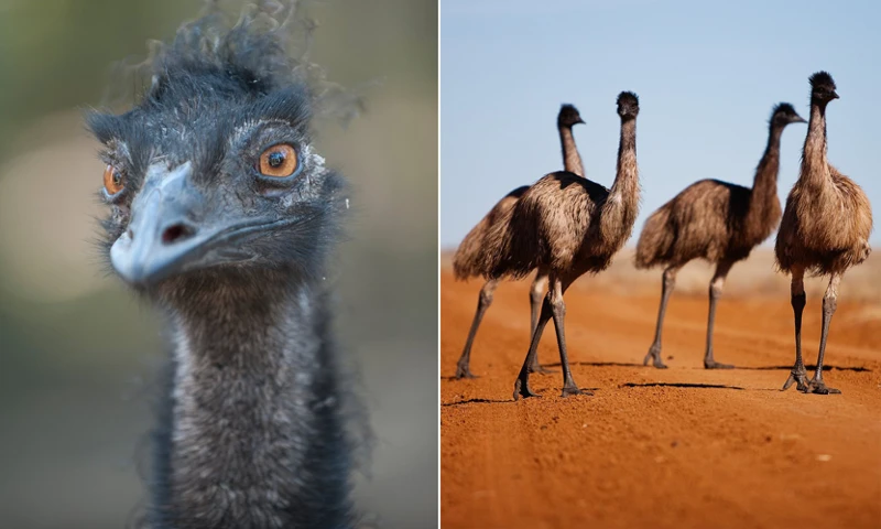 The Great Emu