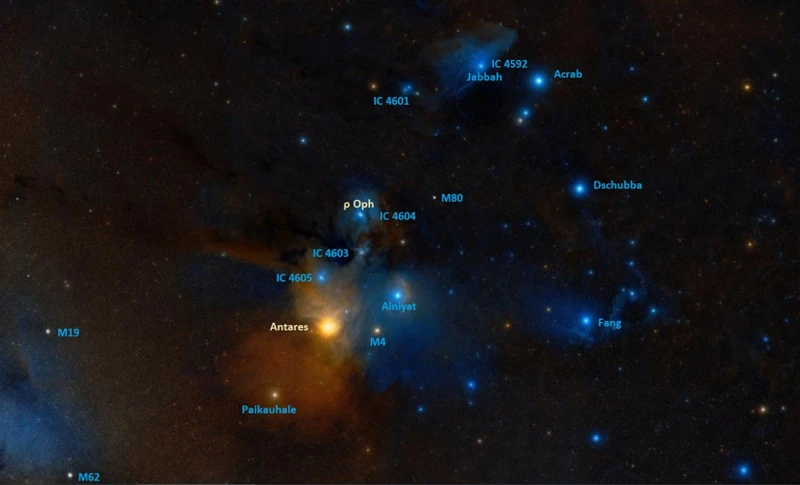 The Magnificent Stars Of Cygnus