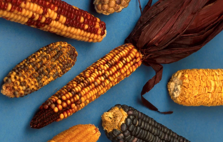 The Role Of Maize In Mayan Agriculture